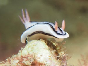 nudibranch