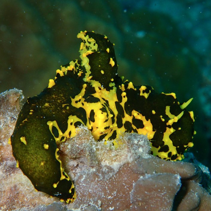 nudibranch in Vanuatu
